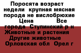 Поросята возраст 4 недели, крупная мясная порода(не вислобрюхие ) › Цена ­ 4 000 - Все города, Ступинский р-н Животные и растения » Другие животные   . Орловская обл.,Орел г.